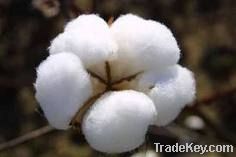 Raw Cotton Manufacturer