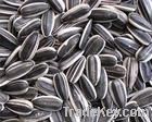 chinese sunflower seeds in shell 5009, 5135, 20/64, 22/64, 24/64