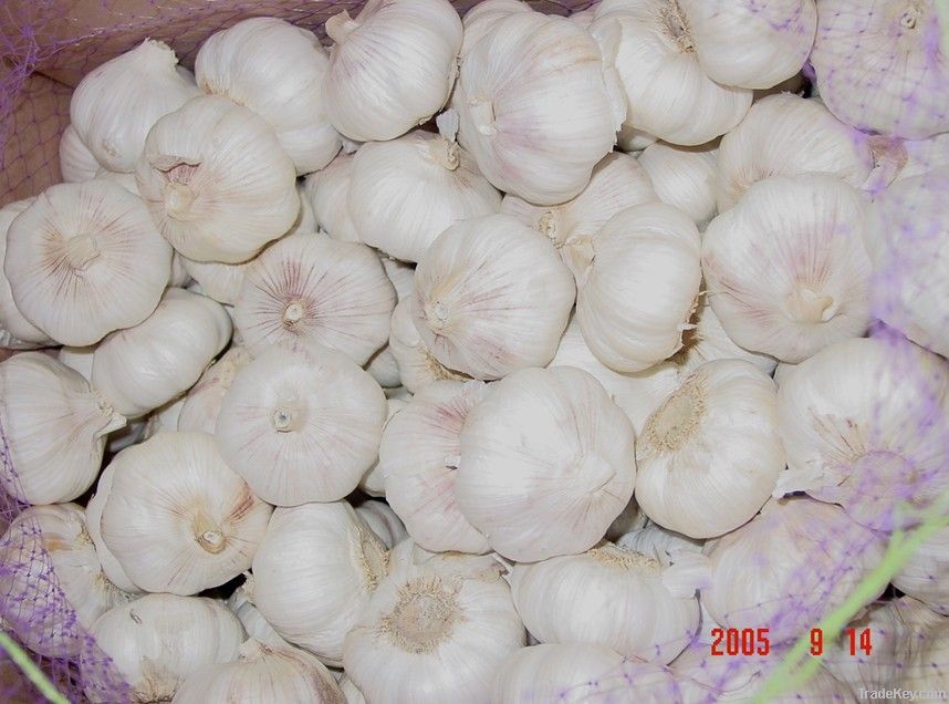 chinese fresh white garlic from jinxiang