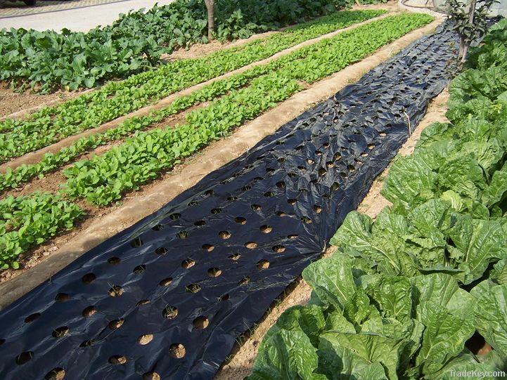 black agricultural mulch film with holes