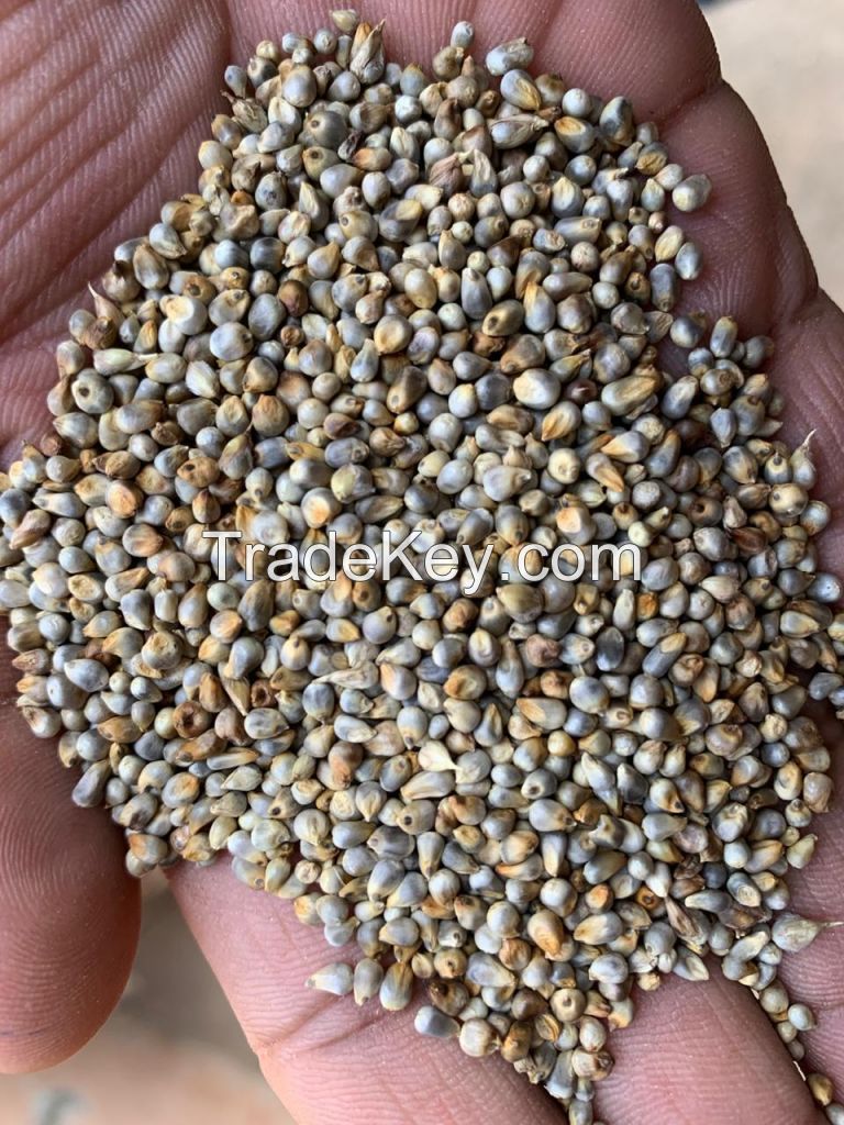 green millet