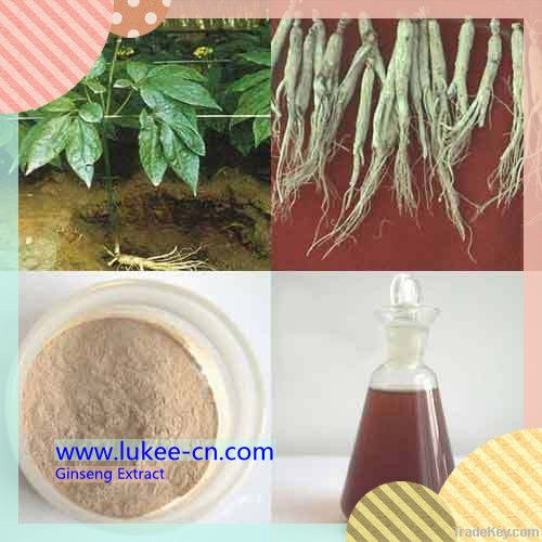 Panax Ginseng extract of herbal medicine with Ginsenosides 5%-80%