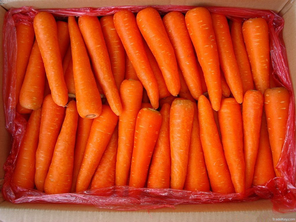 Carrot