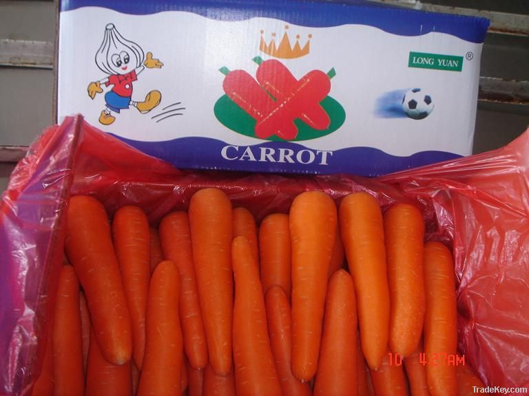 carrot