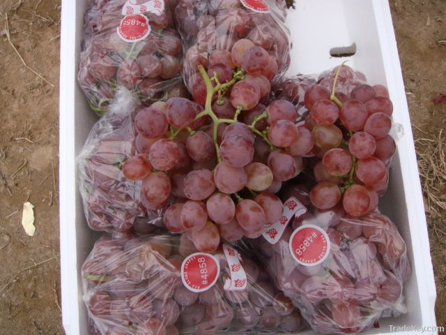 Red Globe Grape