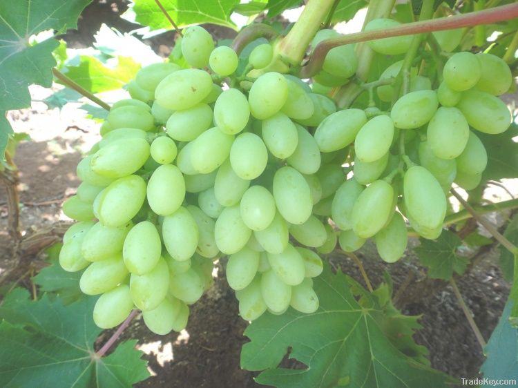 fresh seedless green grape