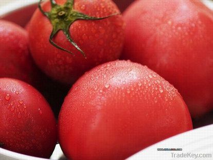 Fresh Tomatoes