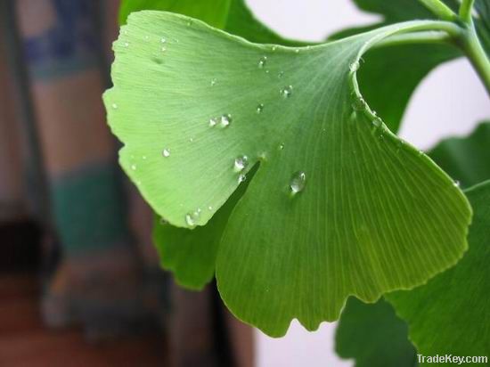 Gingko Leaf Extract