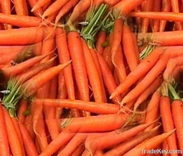 Red Fresh Carrots
