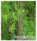 White Willow Bark P.E