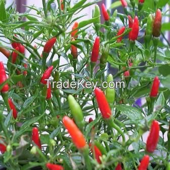 birds eye chilli