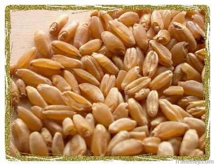 Hard Durum Wheat No 1. NON GMO