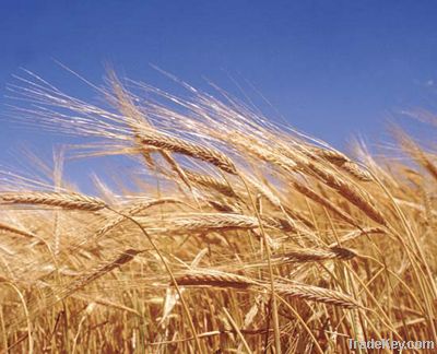 Soft Milling Wheat NON GMO