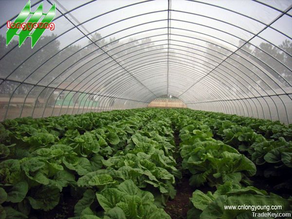 Economical Singel Tunnel Greenhouse