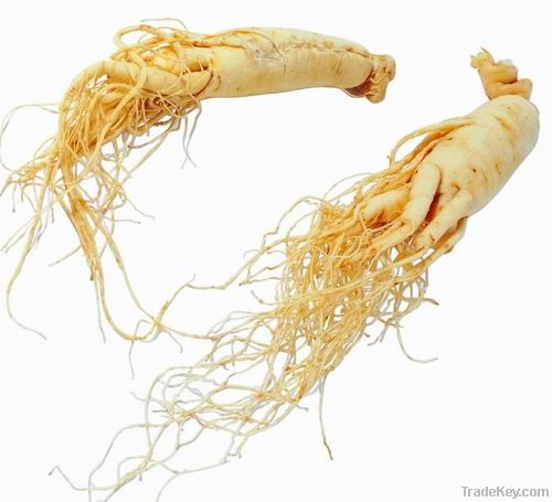 Ginseng Root Extract