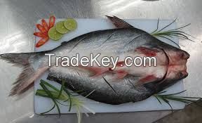 FROZEN BUTTERFLY PANGASIUS