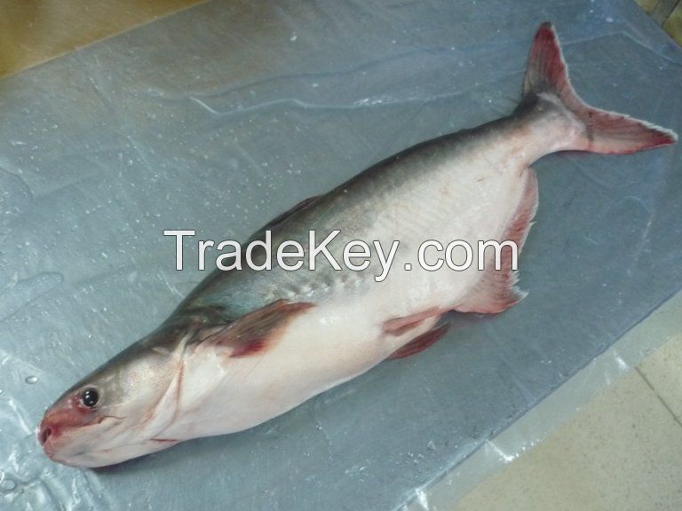 FRESH WHOLE PANGASIUS