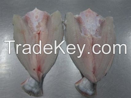 BUTTERFLY PANGASIUS