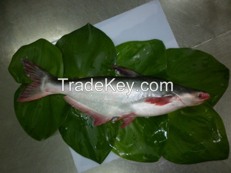 FROZEN WHOLE BASA PANGASIUS FISH