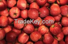 ROYAL GALA APPLES