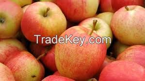 GALA APPLES