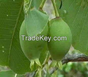 Kakadu plum extract Vitamin C 20%,17%