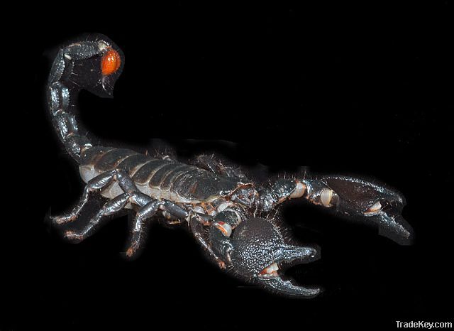 Emperor Scorpion