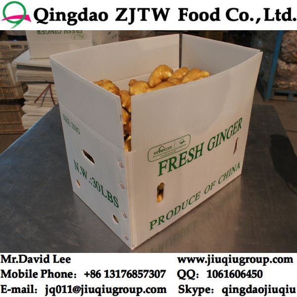 250G Ginger For Sale, Export To Canada And USA Market