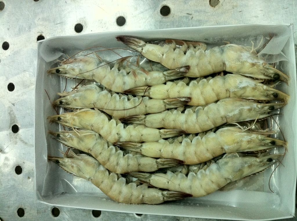 Frozen Raw Vannamei Shrimps Hoso, Semi-iqf, 100% Net Weight, Real Count