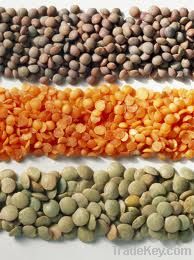 Red lentils, Sesame Seed, Mung beans, Moringa seeds
