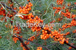 Seabuckthorn powder FINLAND, Also Dried, frozen Extract concentration juice