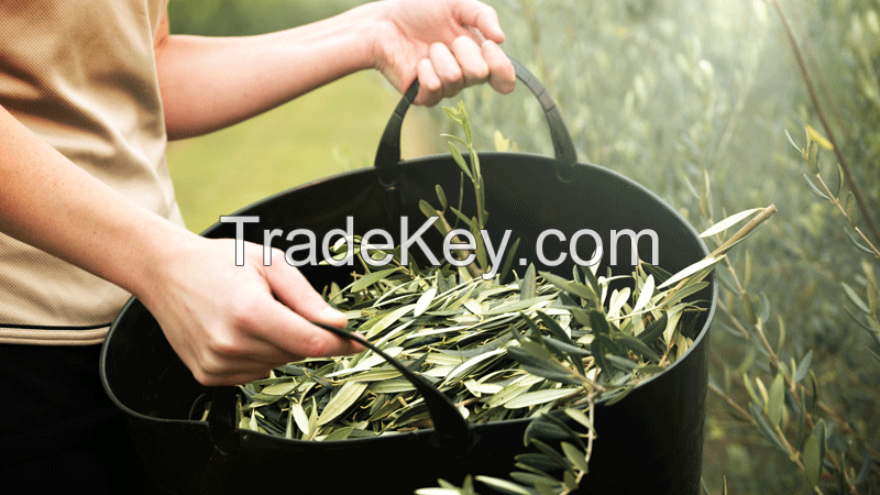 olive leaf tea