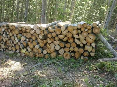 Firewood oak, beech