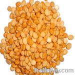 Pulses (Daal Channa)