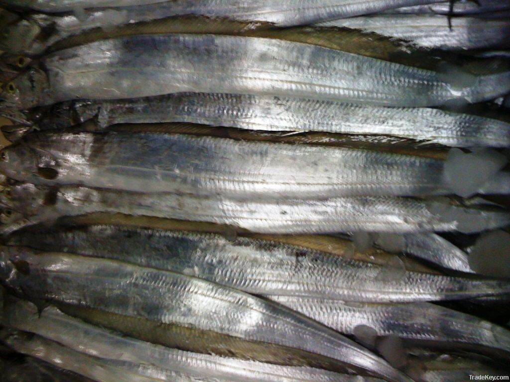 Frozen Ribbon fish