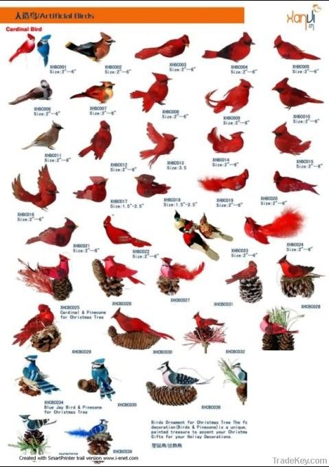 feather birds
