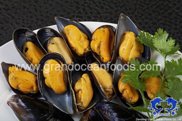 Frozen cooked mussel in shell