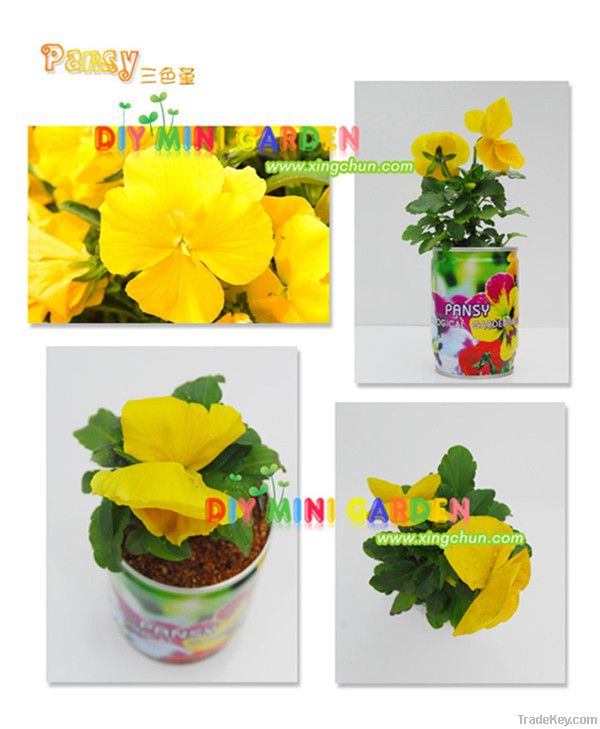 Novelty DIY mini garden mini plants -- pansy