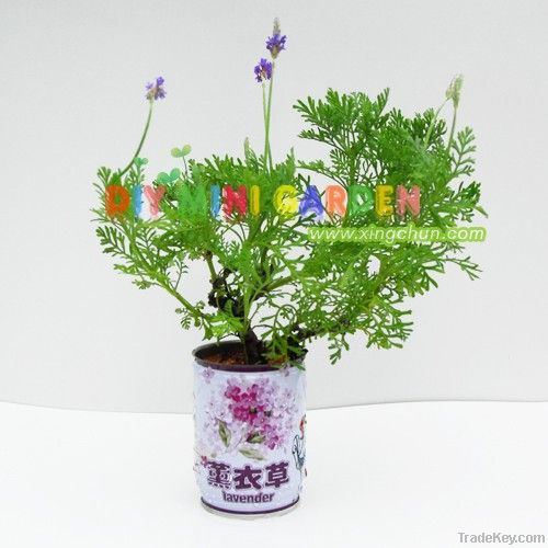DIY can plant magic plants -- lavender