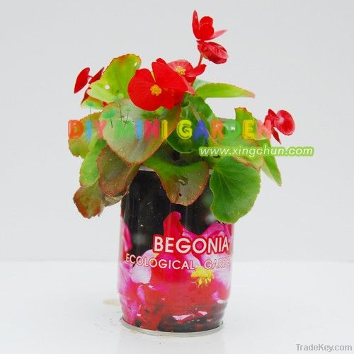 DIY can plant magic beans magic flowers -- begonia