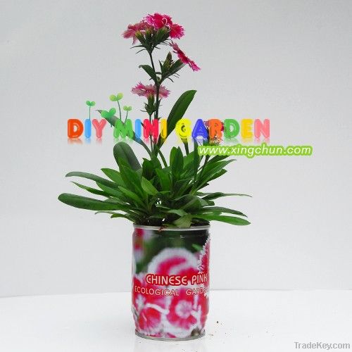 Novelty can plant home garden -- Chinese pink