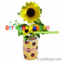 Novelty can plant home garden -- sunflower