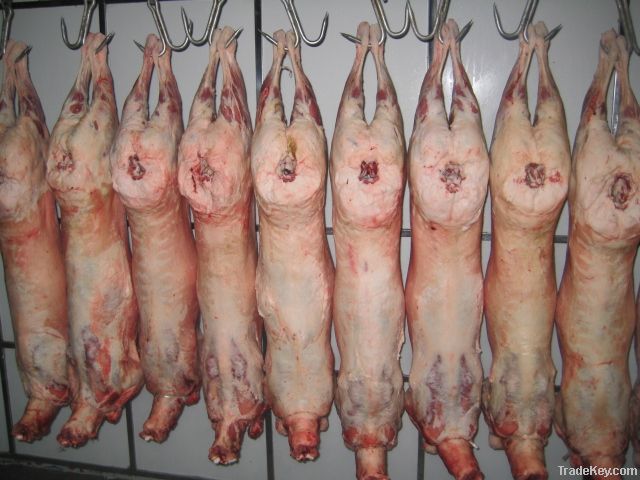 Fresh frozen whole lamb carcass without tail fat