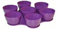 Fresh Purpule Pots