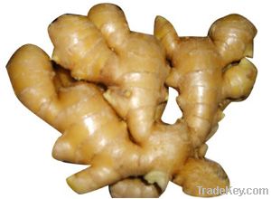 ginger extract ginger alcohol, plant extract