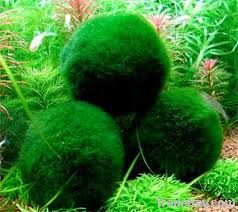 aquarium plants, cladophora aegigropila, moss ball