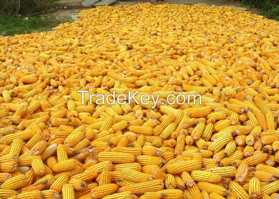 Yellow corn/Maize