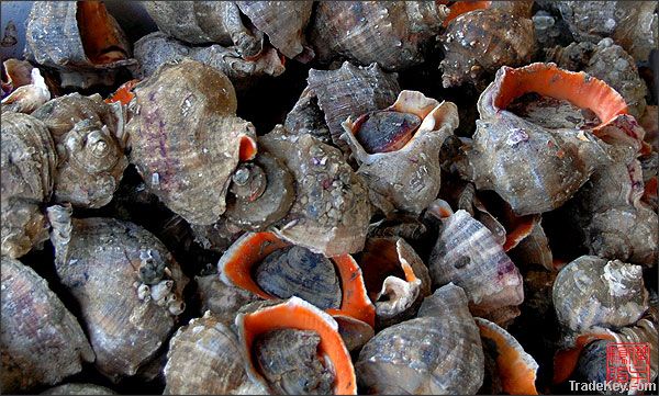 fresh sea snails from Black sea (rapana)