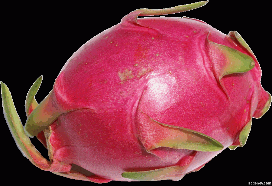 Fresh Dragon Fruit