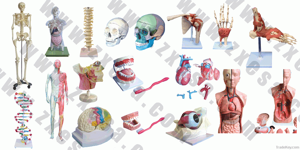 Educational Equipment-Human anatomical model
